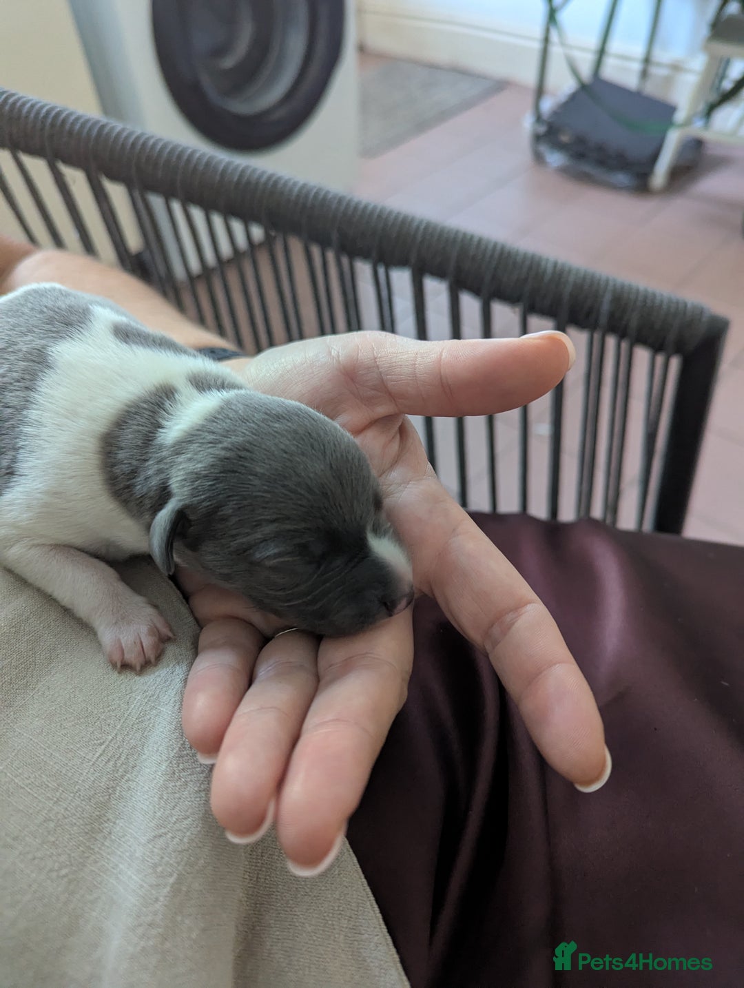 Whippet dogs for sale: Whippet Puppies for sale - Image 11