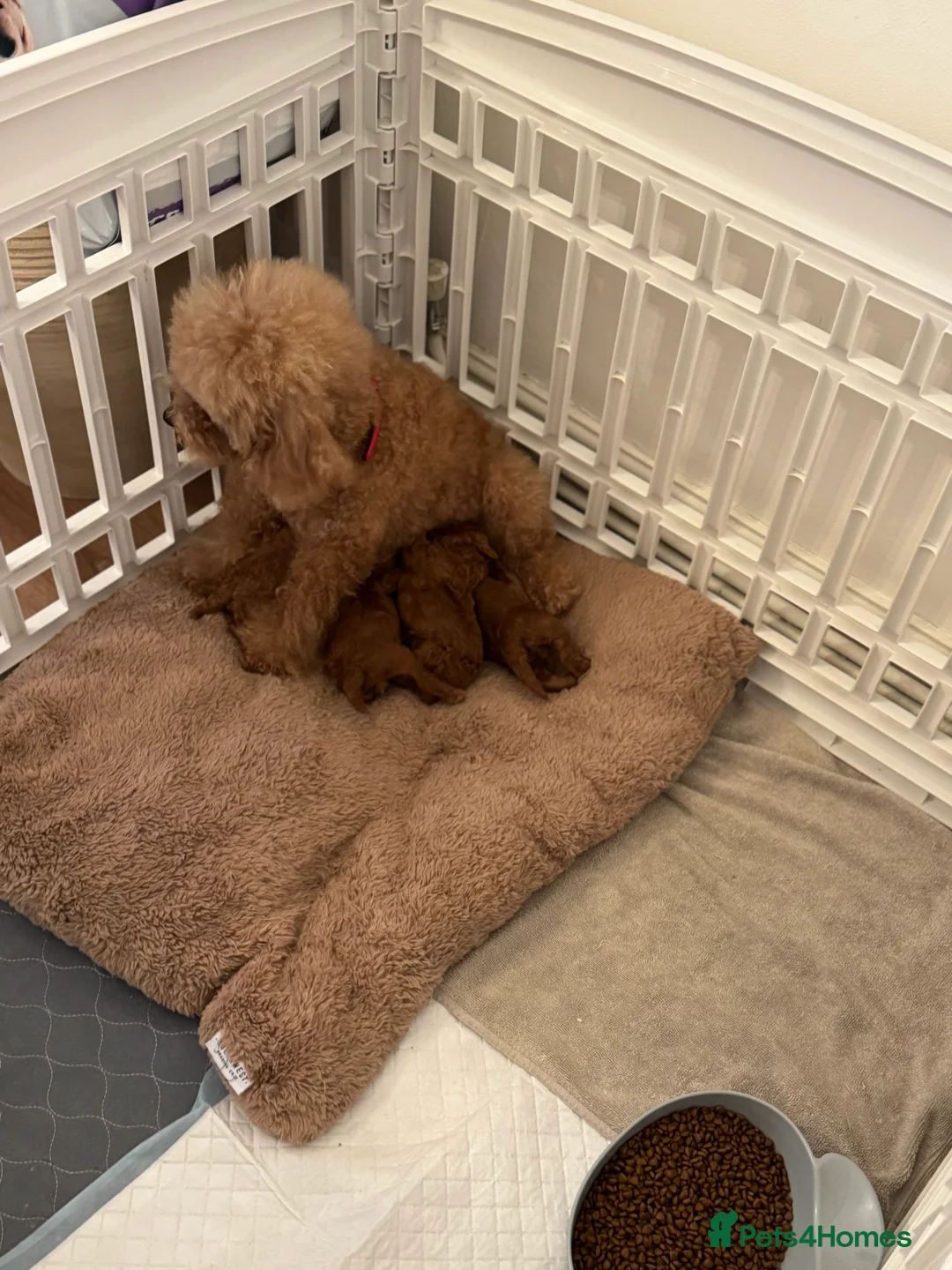 Toy Poodle dogs for sale: 3 Tiny Red Toy Poodle Boys | KC Registered ⭐️ - Advert 17