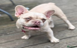 French Bulldog dogs for sale: Cracking frenchie pup  - Image 2