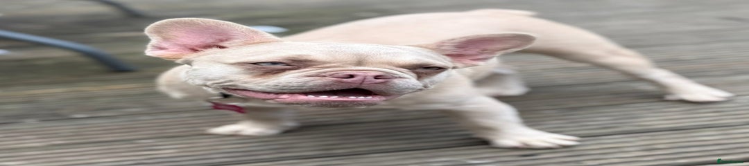 French Bulldog Puppy 1