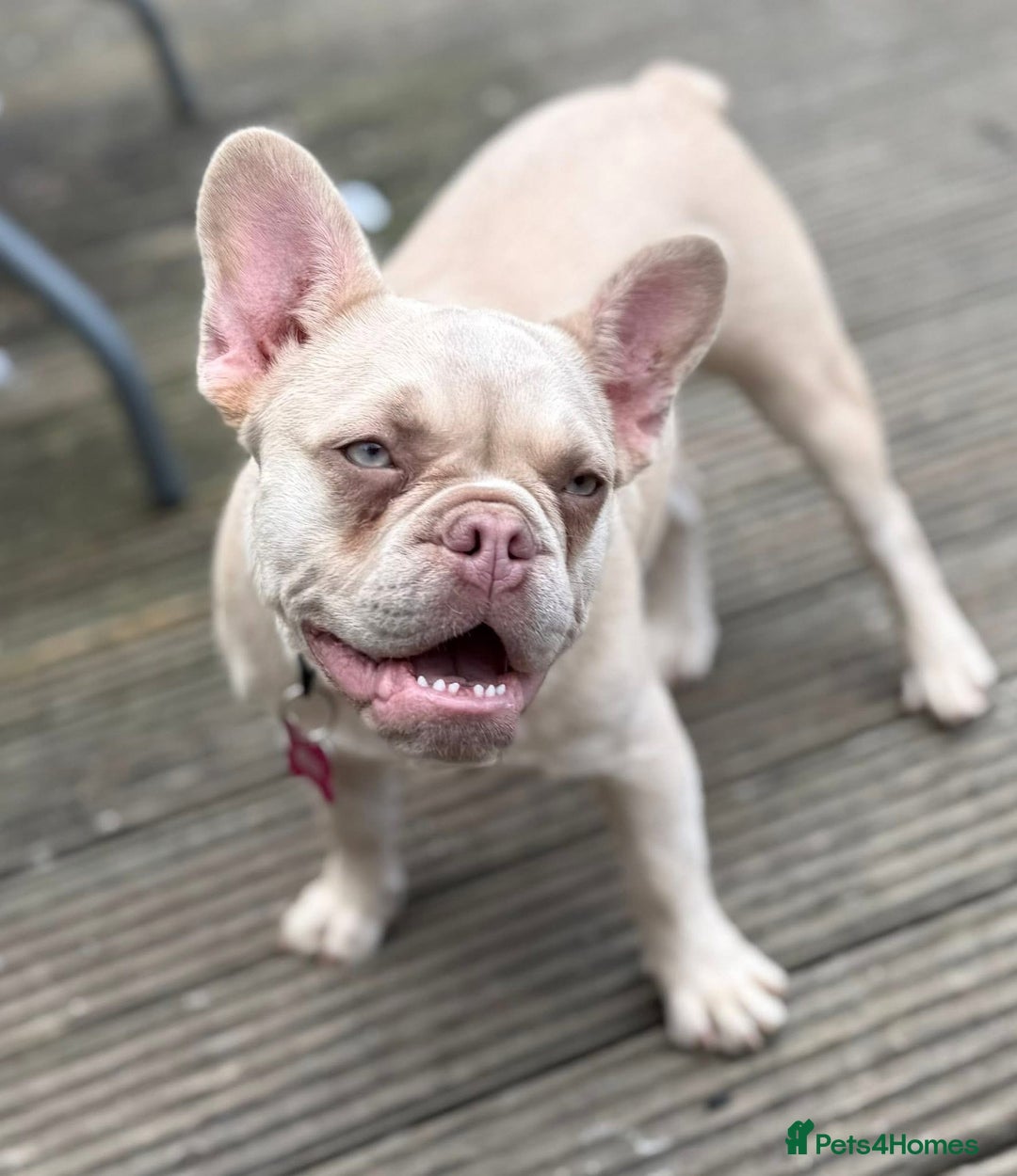 French Bulldog dogs for sale: Cracking frenchie pup  - Image 2
