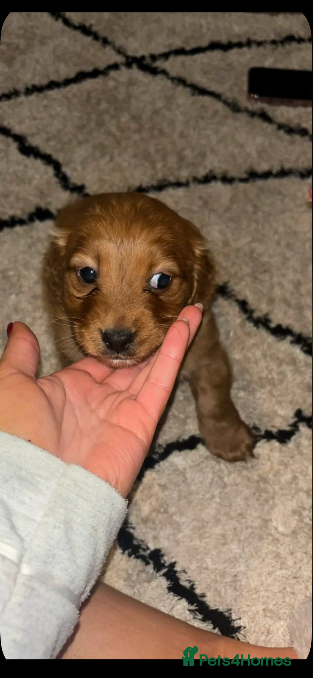 Cockapoo dogs for sale: female cockapoo  - Advert 6