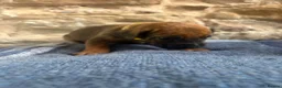 Rhodesian Ridgeback dogs for sale: RHODESIAN RIDGEBACKS KC  - Advert 12