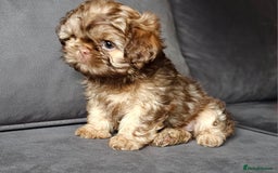 Shih Tzu dogs for sale: Chocolate Shih Tzu Puppy - Image 2