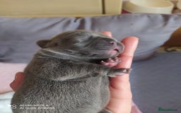 French Bulldog dogs for sale: KC French Bulldog girls puppies pure blue - Image 2