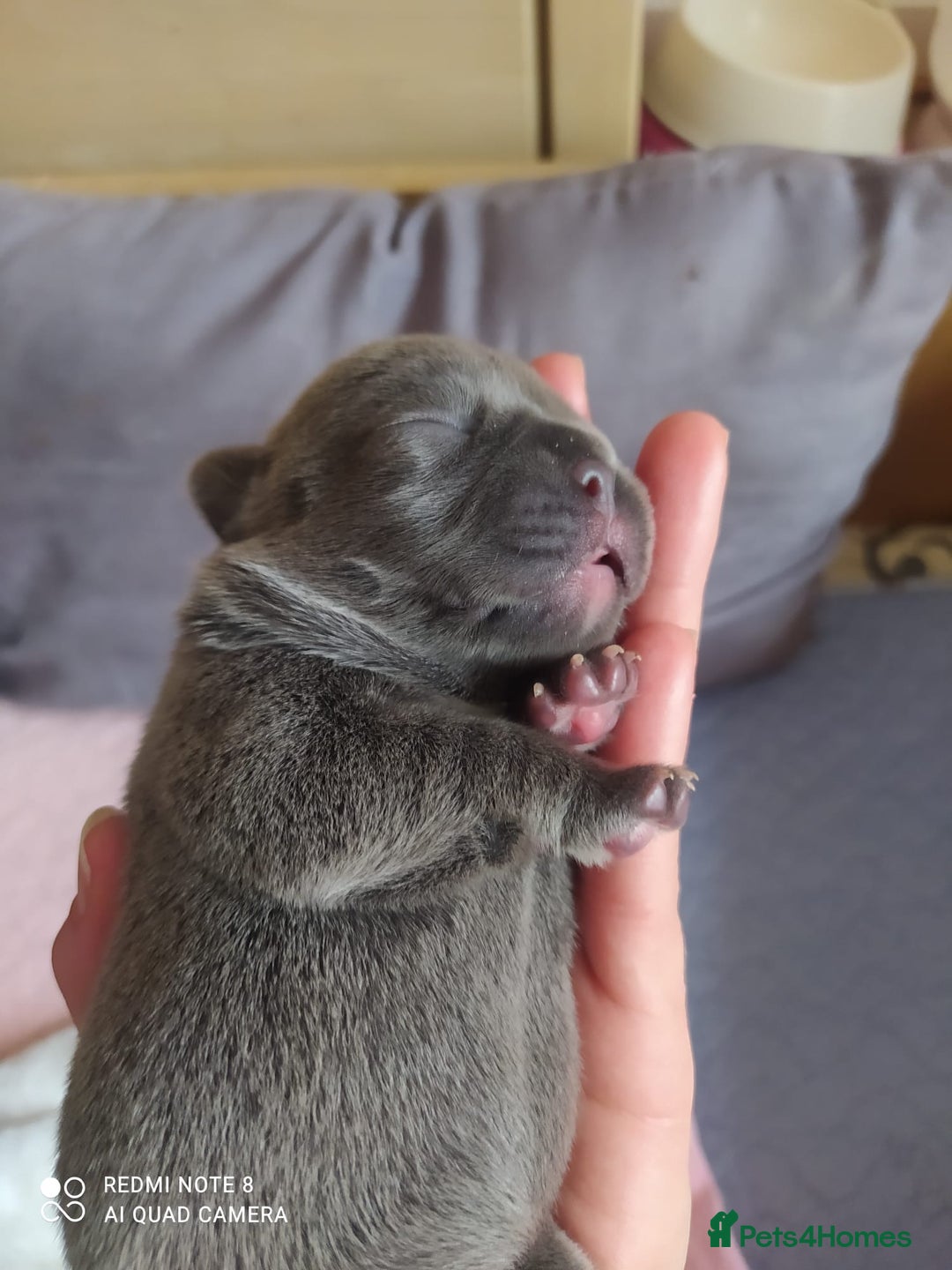French Bulldog dogs for sale: KC French Bulldog girls puppies pure blue - Image 2