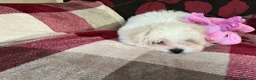 Maltese dogs for sale: Maltese puppy for sale  - Advert 9