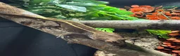 Gecko reptiles for sale: Male Capp crested gecko  - Advert 1