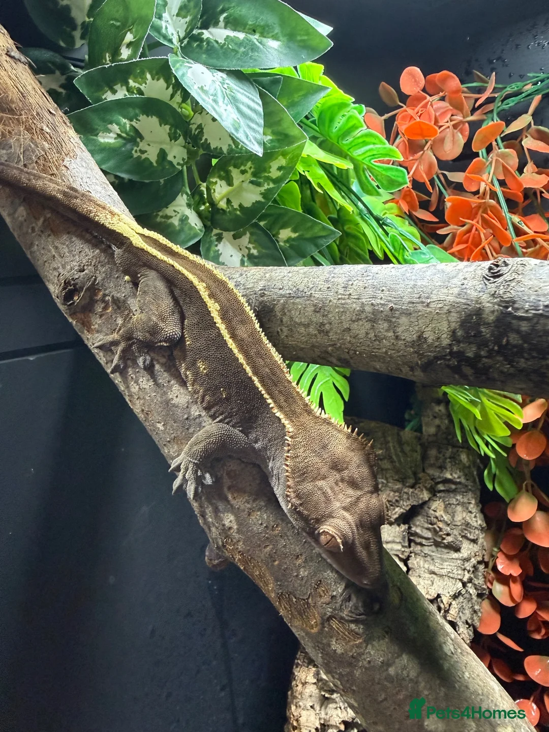 Gecko reptiles for sale: Male Capp crested gecko  - Advert 1