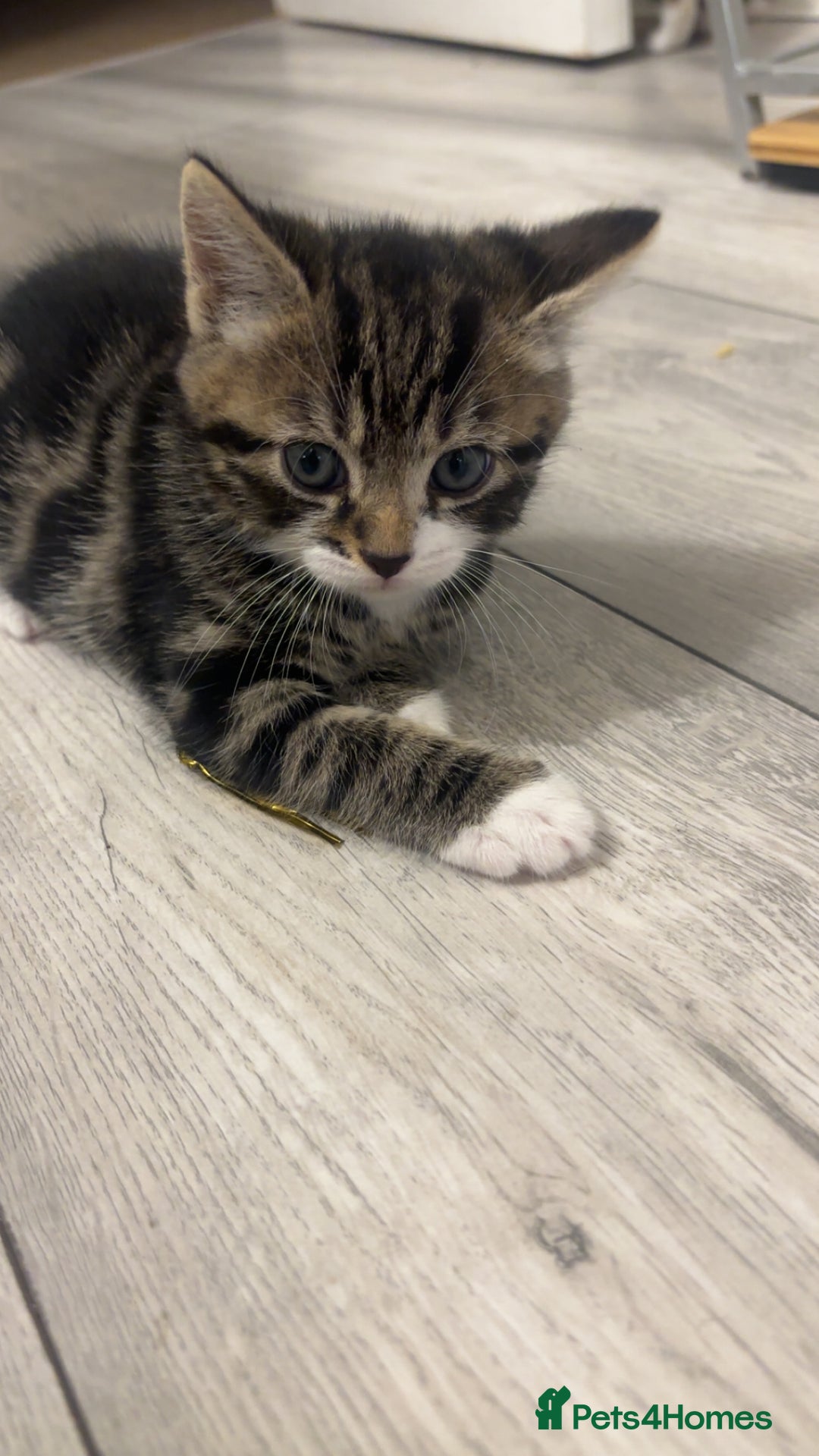 American Shorthair cats for sale: Kittens for sale  - Advert 2