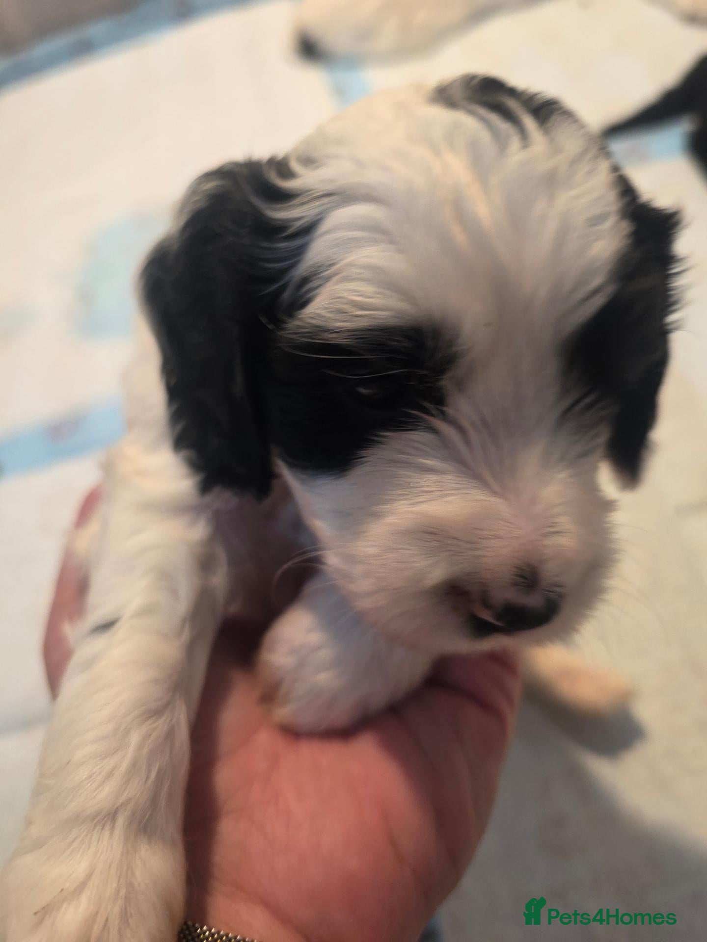 Cockapoo dogs Beautiful Cockapoo Puppies (5 Boys, 1 Girl) - Advert 2
