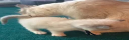 Ragdoll cats for sale: 4 beautiful ragdoll kittens  - Advert 25