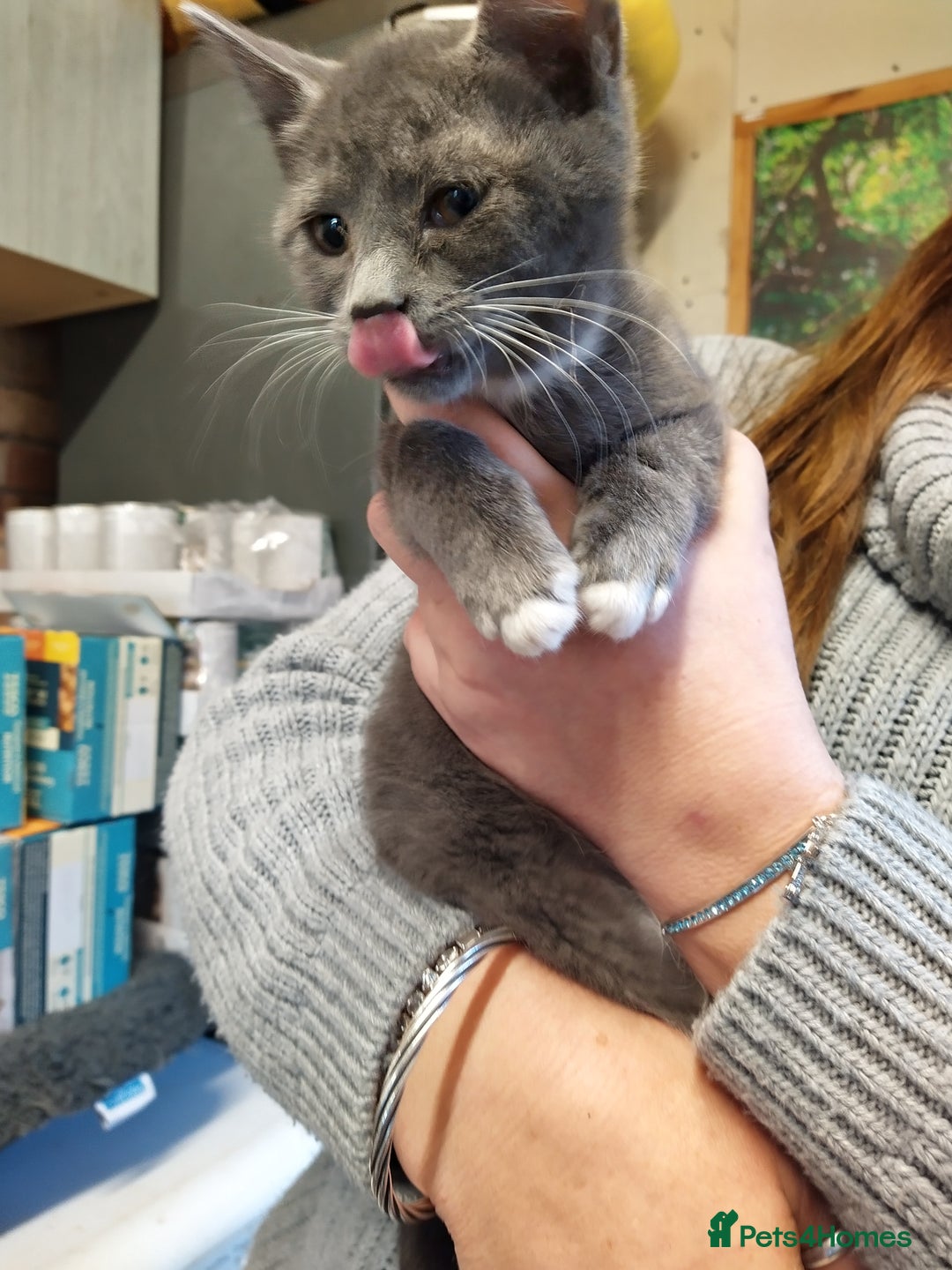 Mixed Breed cats for sale: Fizzys babies - Advert 2