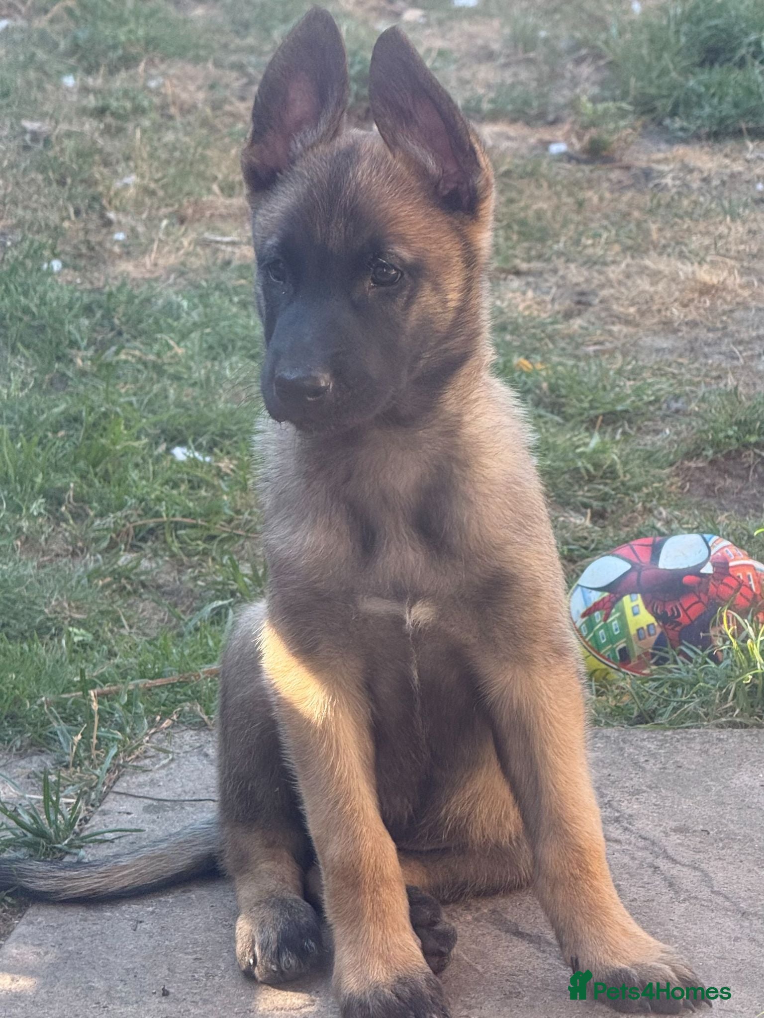 Belgian Shepherd Dog dogs 1 Chunky Boy puppy ready to go  - Advert 1