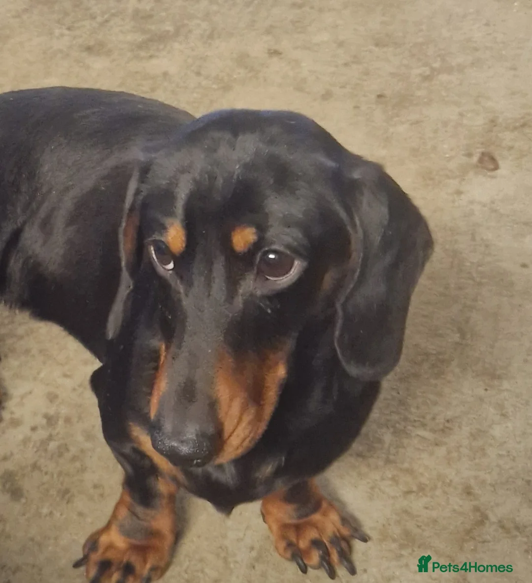 Miniature Dachshund dogs for stud: GLYNFELIN JACK MASTER FUNK miniature dachshund in Swansea - Advert 7