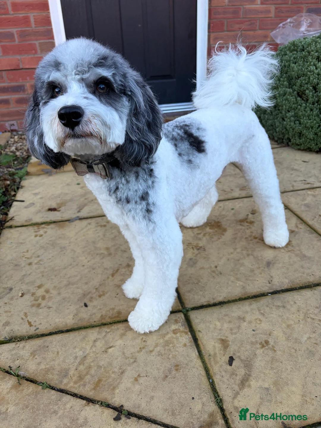 Cavapoo dogs for stud: 🐶 Muffin – Merle Cavapoo Stud Available 💙 - Advert 4