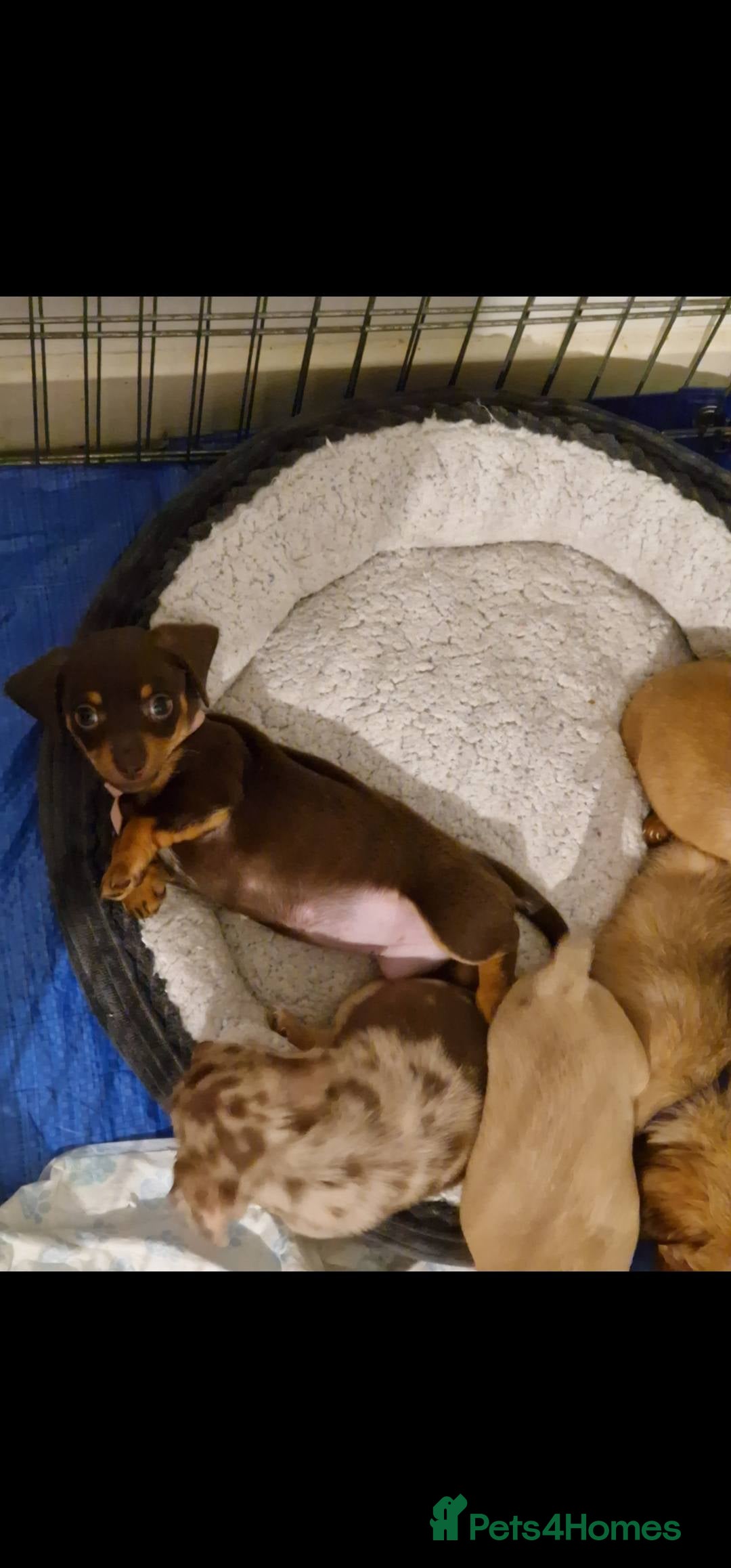 Chiweenie dogs for sale: 6 Chihuahua/Minature Dacshund Pups Ready to leave - Image 4