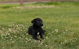 Borador dogs for sale: 🐶 Labrador x Border Collie Puppies – Ready Now!  - Image 5
