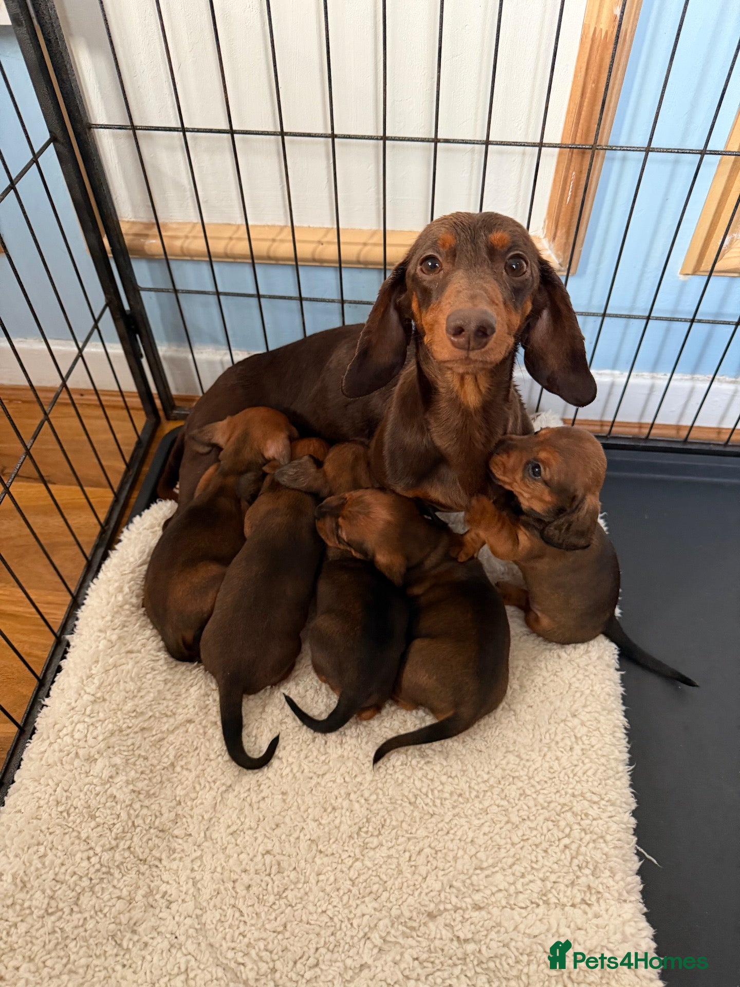 Dachshund dogs Miniature Dachshund puppies - Advert 17