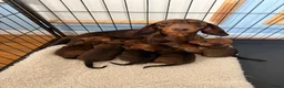 Dachshund dogs for sale: Miniature Dachshund puppies in Merthyr Tydfil - Advert 1