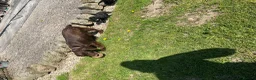 Cocker Spaniel dogs for sale: Cocker spaniel puppies  - Advert 15
