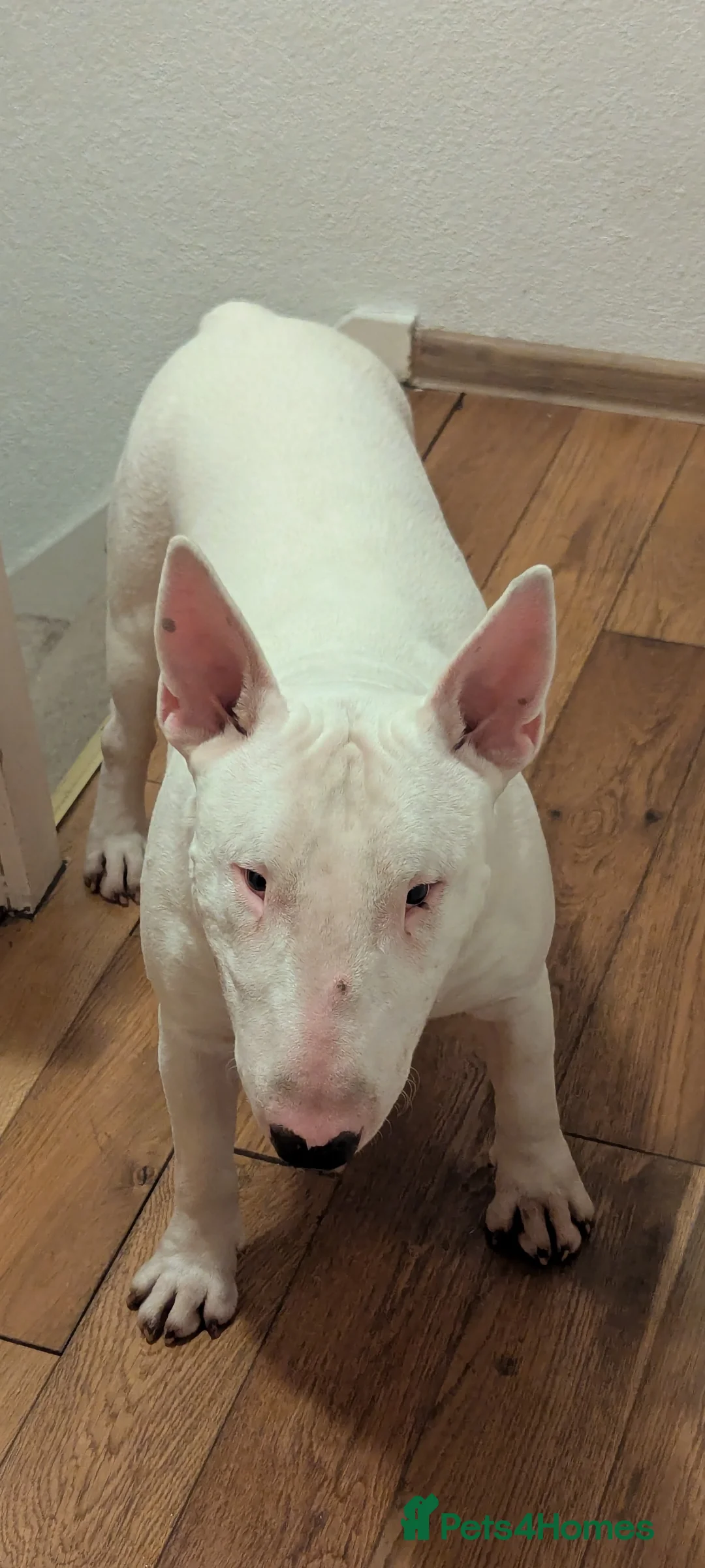 English Bull Terrier dogs for stud: Fully White English Bullterier in Redditch - Advert 7
