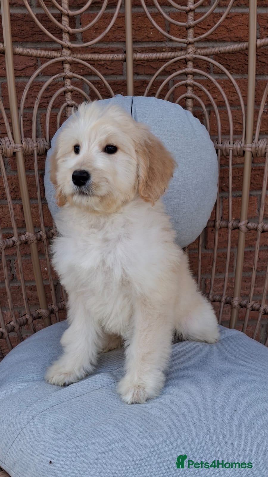 Goldendoodle dogs Health tested Standard Goldendoodles - Advert 5