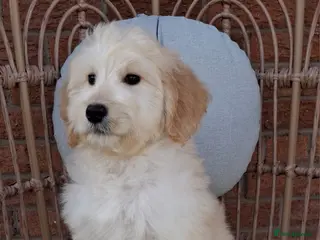 Goldendoodle dogs Health tested Standard Goldendoodles - Advert 5