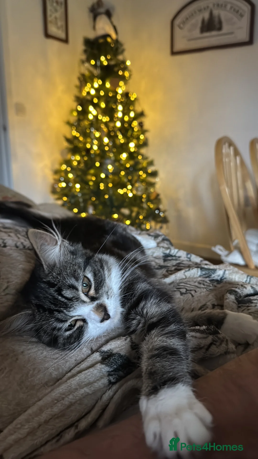 British Longhair cats for sale: Beautiful 7 Month Old Kitten - Advert 5