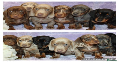 Miniature Dachshund dogs - Advert 14