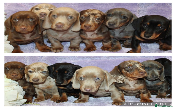 Miniature Dachshund dogs - Advert 5
