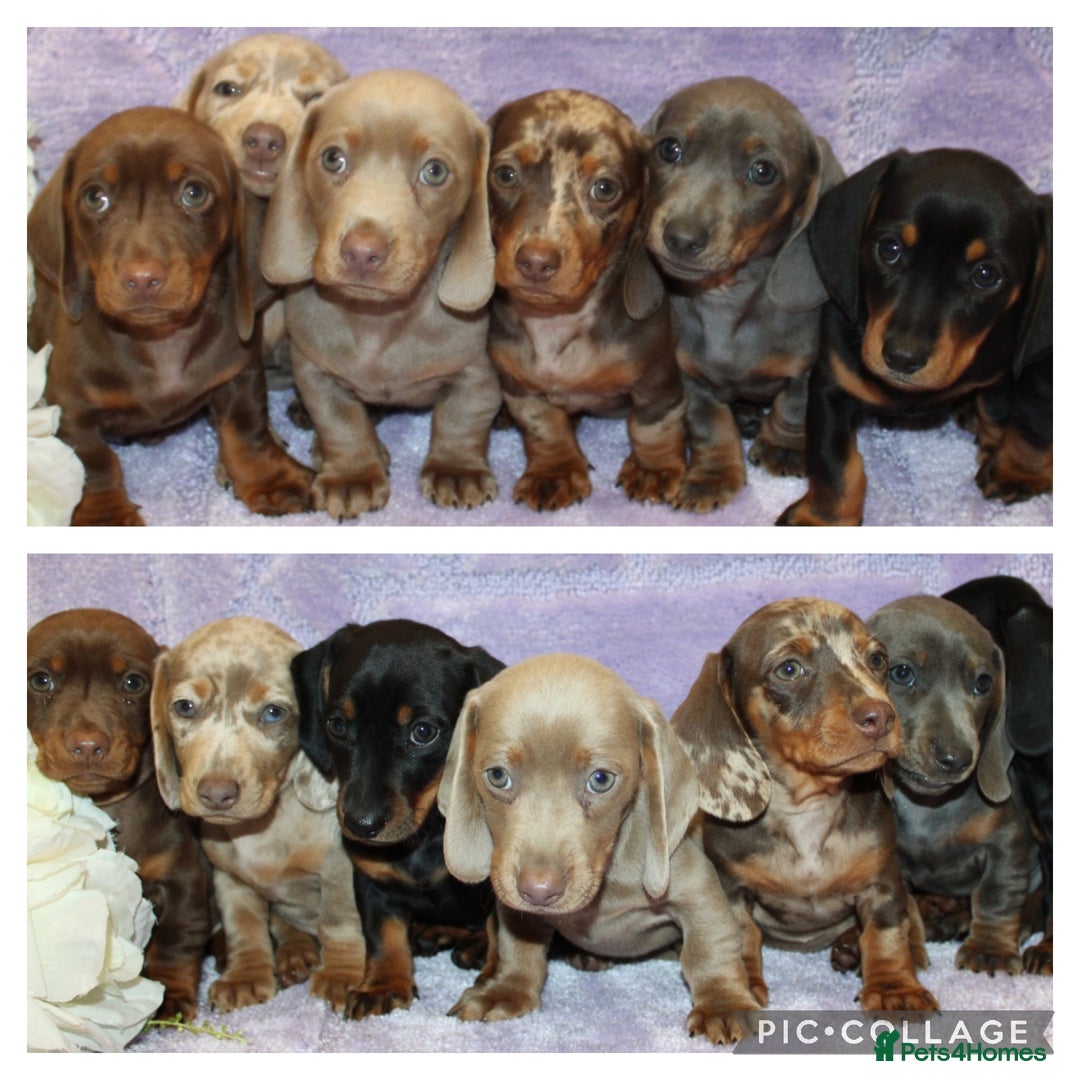 Miniature Dachshund dogs for sale: Kc registered miniature Dachshund puppies  - Image 3