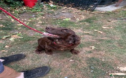Mixed Breed dogs for sale: Sprocker spaniels - Image 6