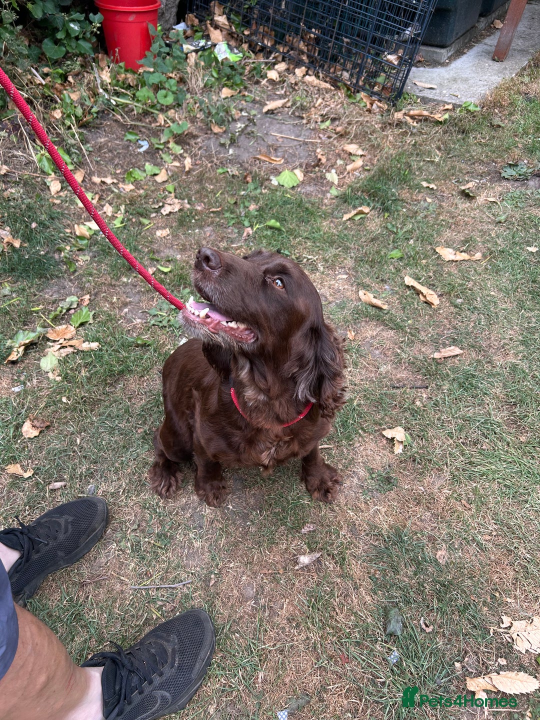 Mixed Breed dogs for sale: Sprocker spaniels - Image 6