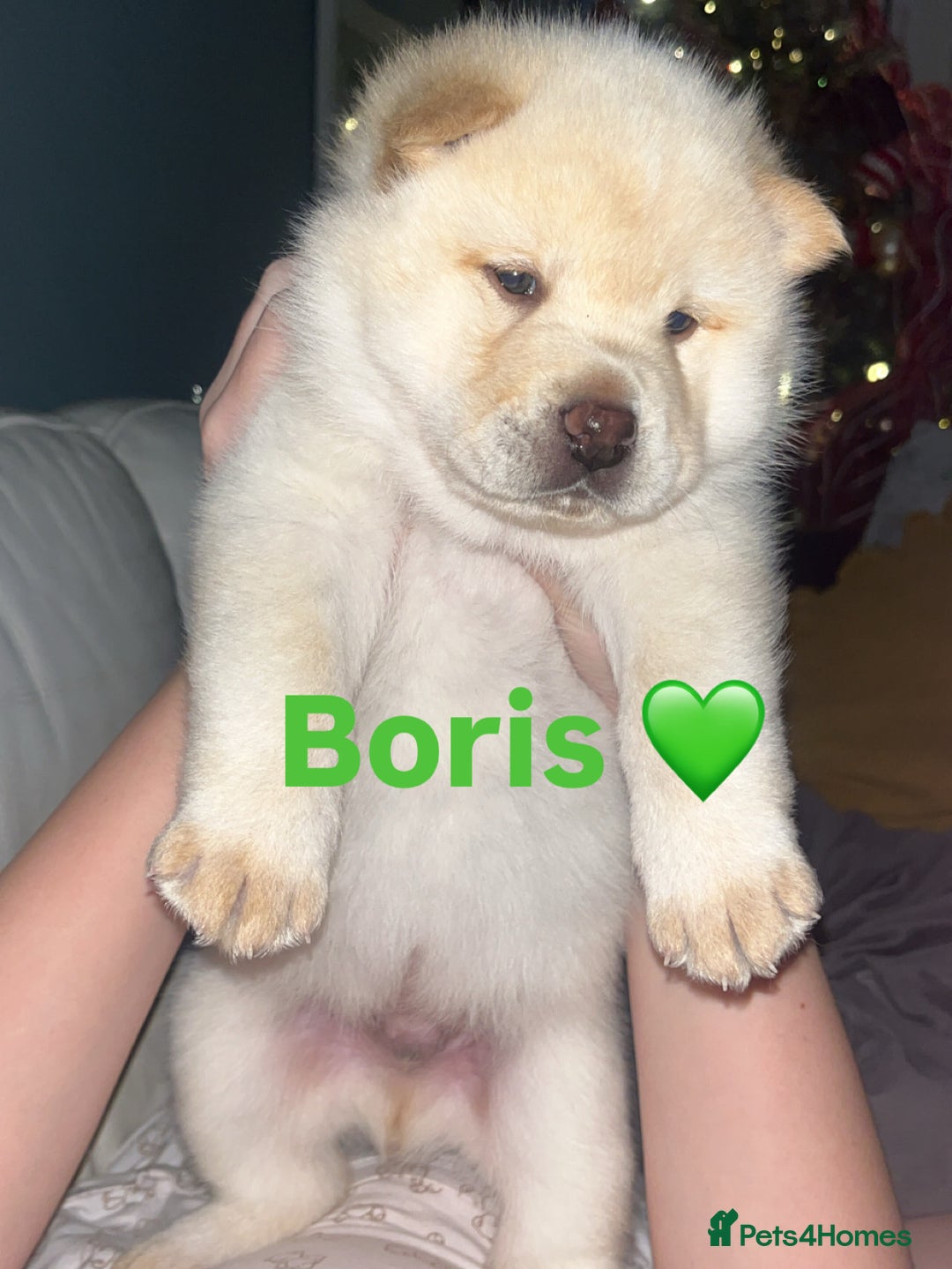 Siberian Husky dogs for sale: 3 fluffy chowski’s  - Advert 3