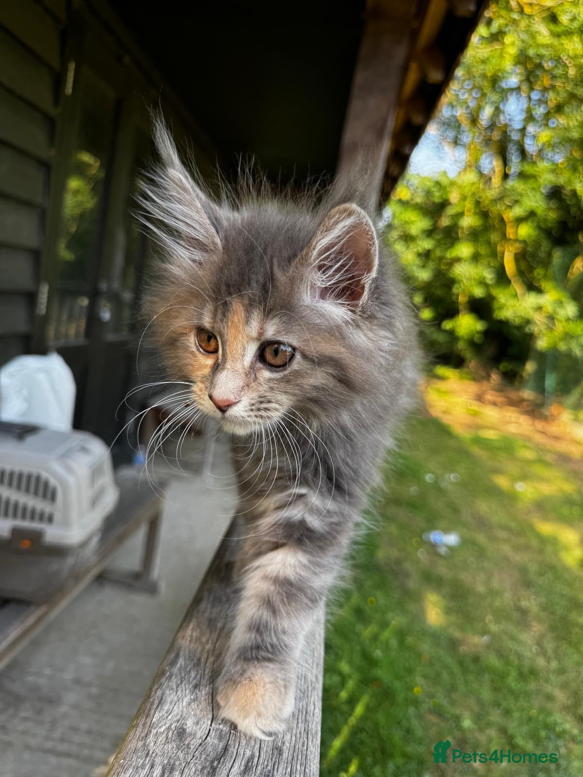Maine Coon cats Stunning XL Maine Coon Kittens - Advert 6