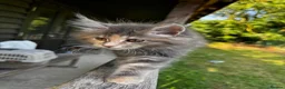 Maine Coon cats for sale: Stunning XL Maine Coon Kittens - Advert 1