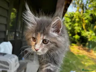 Maine Coon cats Stunning XL Maine Coon Kittens - Advert 6