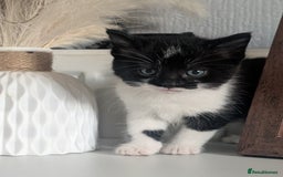 Mixed Breed cats for sale: Black and white kittens  - Image 5