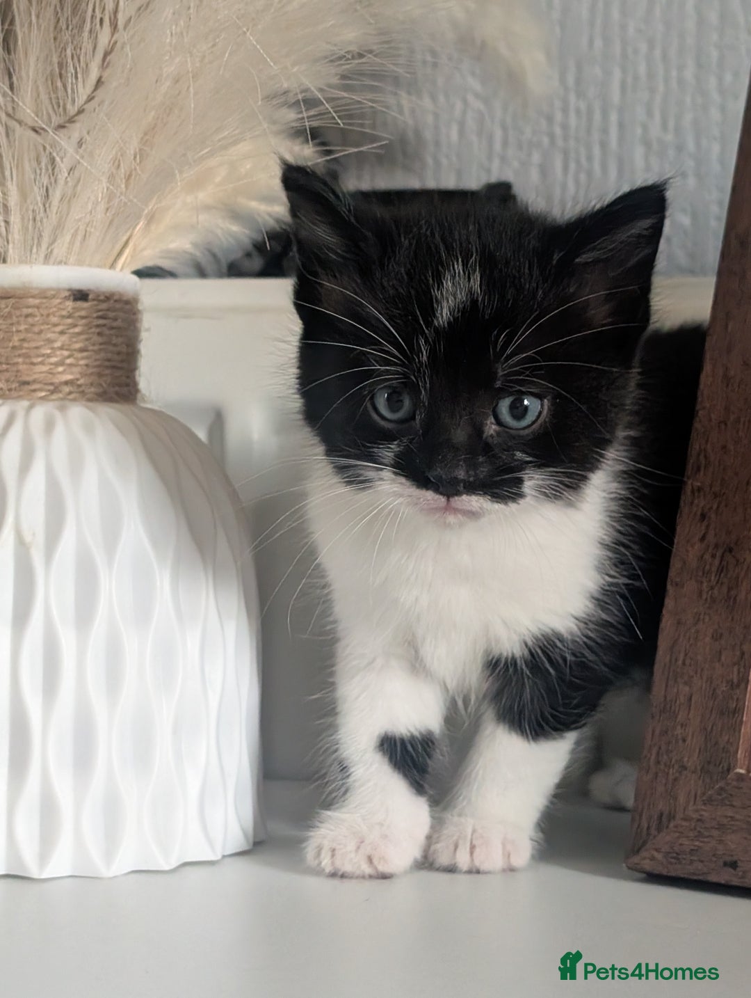 Mixed Breed cats for sale: Black and white kittens  - Image 5