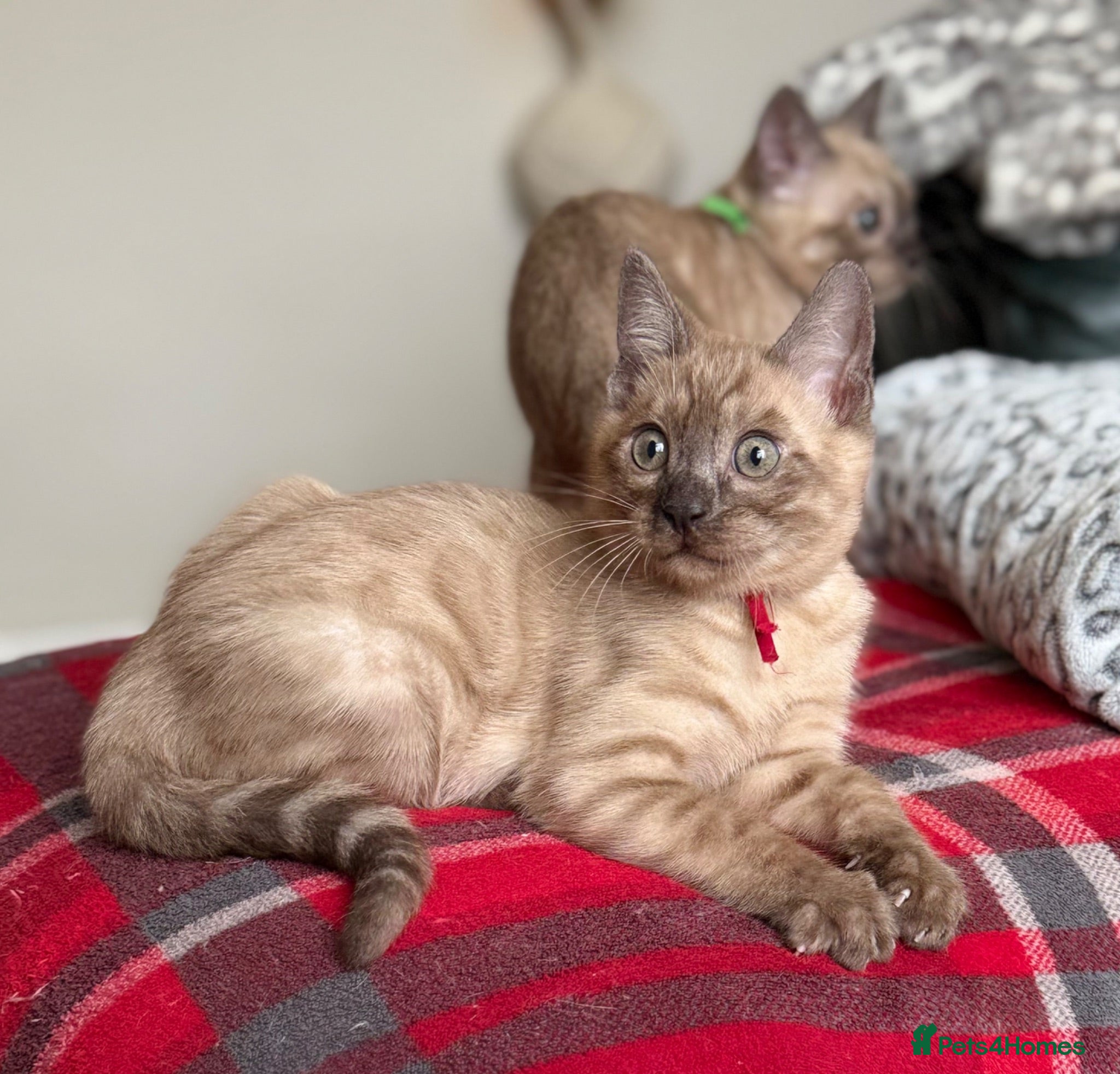 Bengal cats TICA registered Seal Solid Silver Mink Bengals - Advert 2