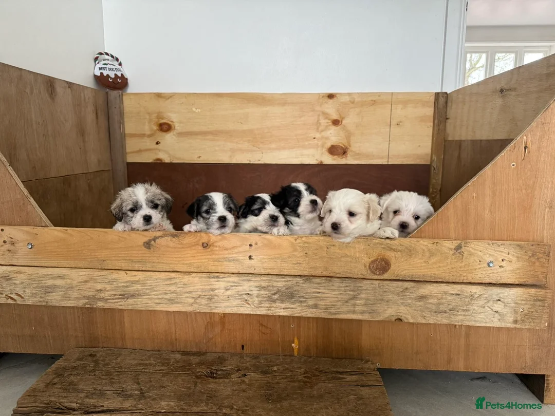Mixed Breed dogs for sale: Maltese cross puppies  - Advert 8