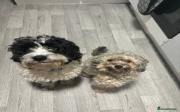 Shihpoo dogs for sale: Ready Halloween Stunning ShihpooXSproodle puppies - Image 16