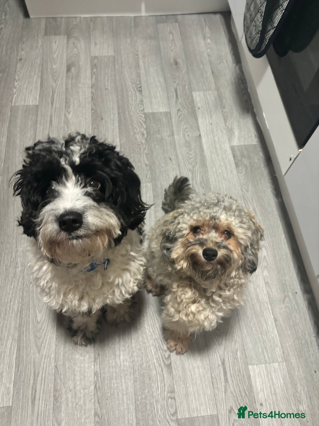 Shihpoo dogs for sale: Ready Halloween Stunning ShihpooXSproodle puppies - Image 16