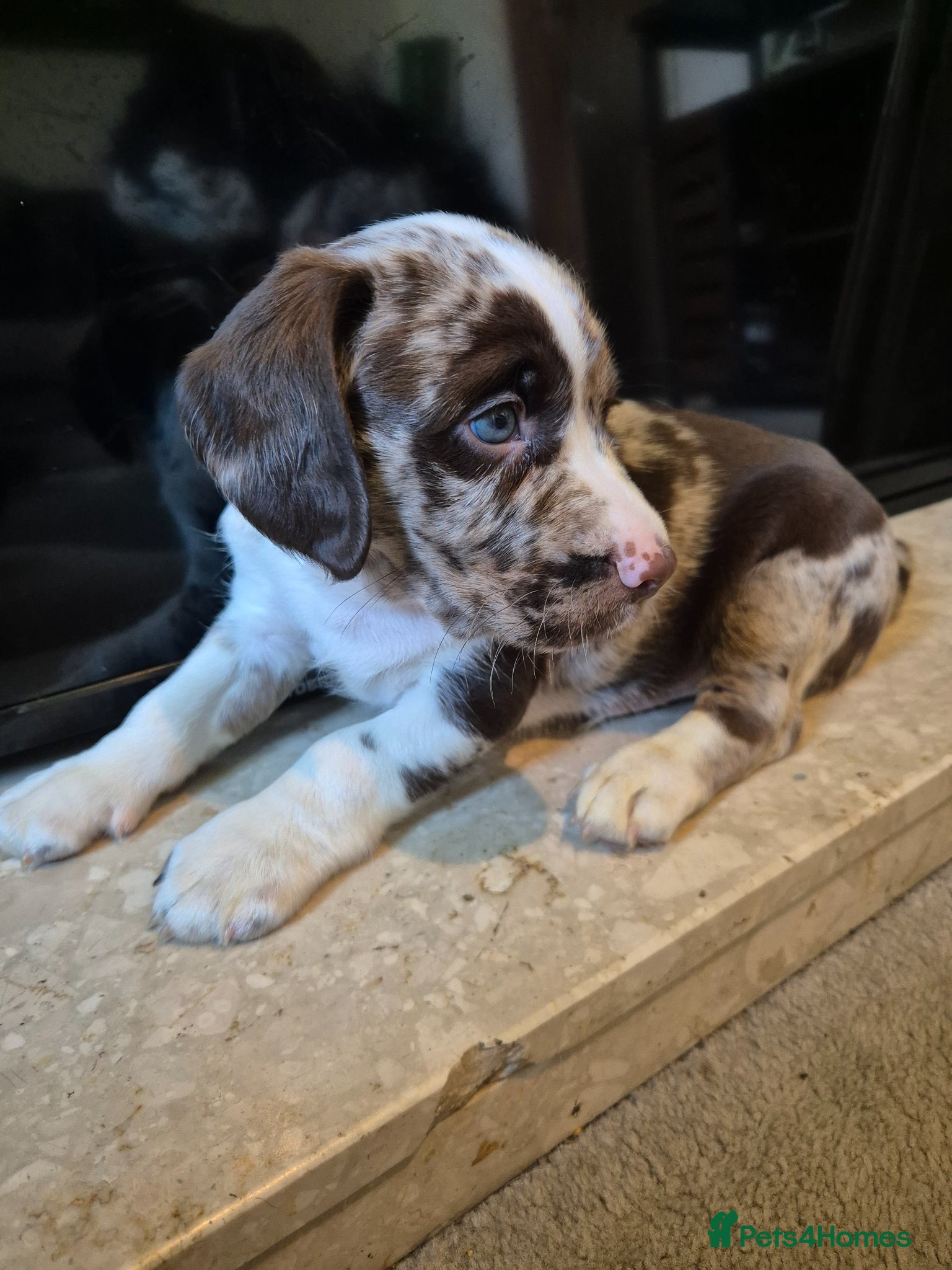 Cockerdor dogs Merle cockerdors  - Advert 1