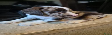 Cockerdor Puppy 6