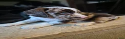 Cockerdor dogs for sale: F1b cockerdors - Advert 18