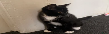 Jasmine - available 