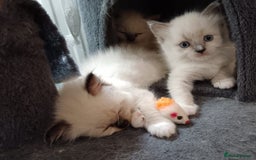 Ragdoll cats for sale: Ragdoll kittens - loving, playful, dog confident - Image 8