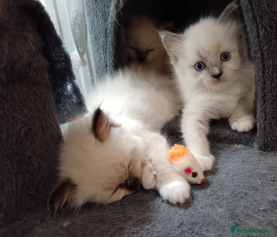 Ragdoll cats for sale: Ragdoll kittens - loving, playful, dog confident - Image 8